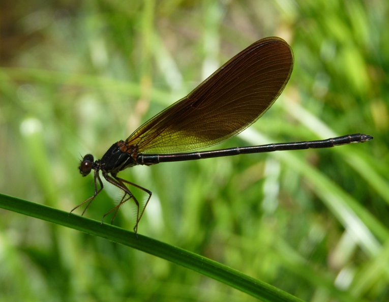 Calopterix?